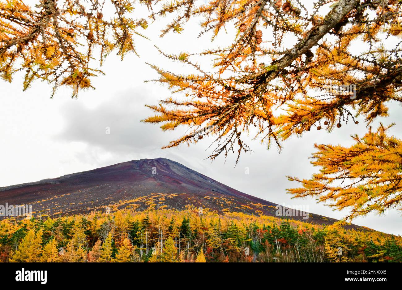 Monte Fuji dalla linea Fuji Subaru 5a stazione in autunno Foto Stock