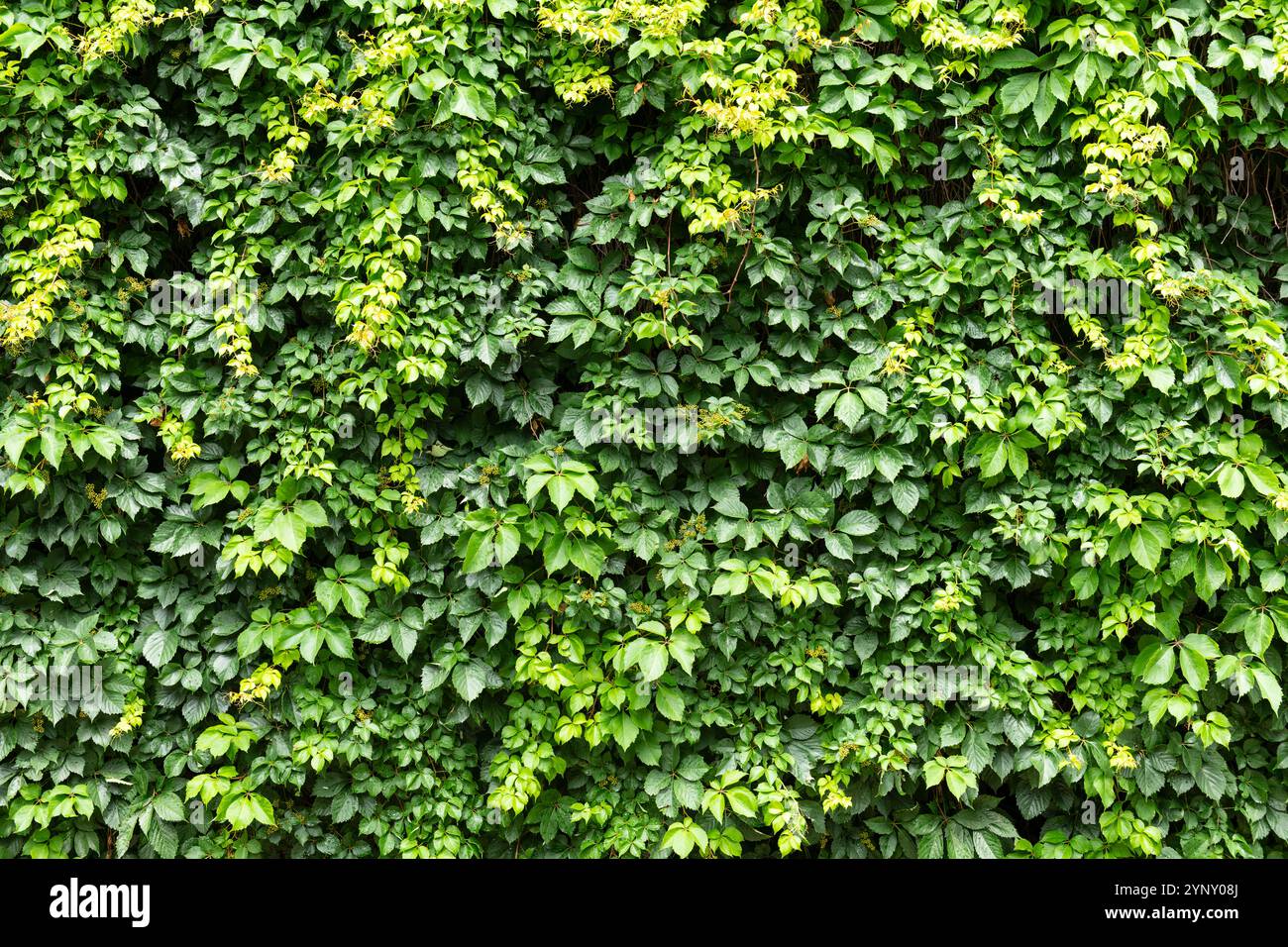Una parete vibrante ricoperta da foglie di edera verde densa, crea una texture naturale e un'estetica rinfrescante e organica perfetta per gli sfondi o la natura Foto Stock