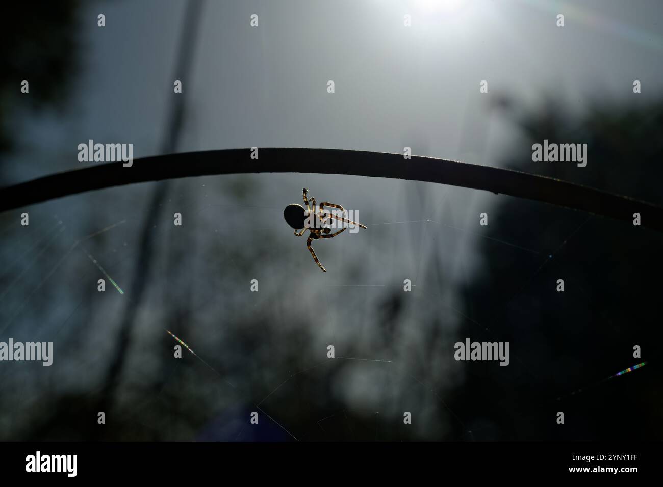 La quasi sagoma di un ragno in un giardino con il riflesso di uno stagno dietro. Foto Stock