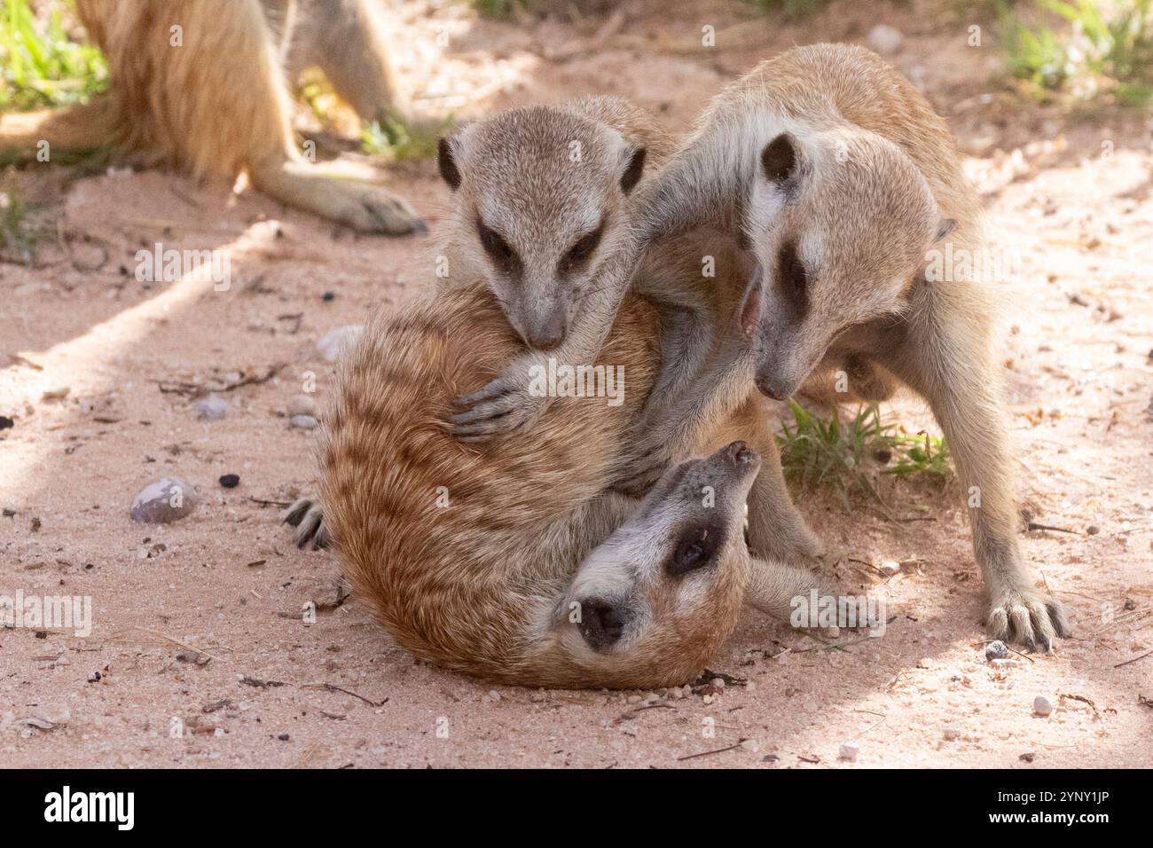 Giovani meerkats o suricati (Suricata suricatta) che giocano sul suolo rosso del Kalahari, Capo Nord, Sud Africa Foto Stock