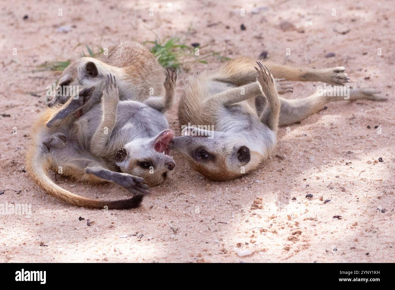 Meerkats o suricates (Suricata suricatta) che giocano su sabbia rossa, Kgalagadi Transborder Park, Kalahari, Northern Cape, Sud Africa Foto Stock