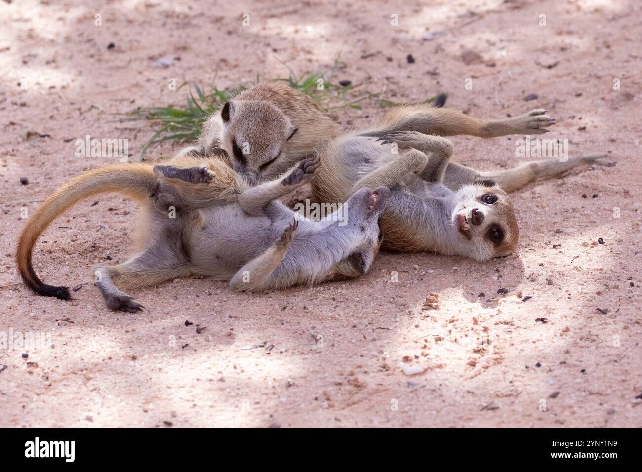 Famiglia di giovani suricati o suricati (Suricata suricatta) che giocano sulla sabbia rossa del Kalahari, Capo Nord, Sud Africa Foto Stock