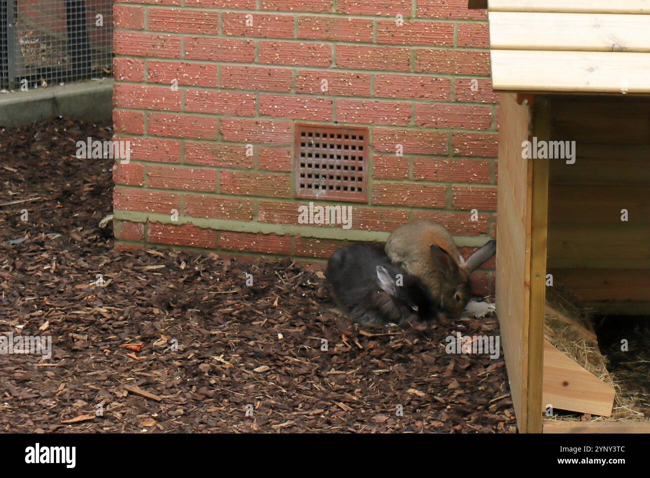 Portsmouth, Hampshire, Inghilterra. 2 settembre 2024. Un paio di conigli giganti che cercano cibo accanto a un hutch nella voliera del Victoria Park. Foto Stock
