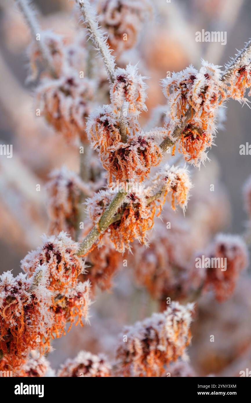 Hamamelis x intermedia Robert, strega nocciola Robert, ghiaccio ricoperto di fiori d'arancio-ramato inverno Foto Stock