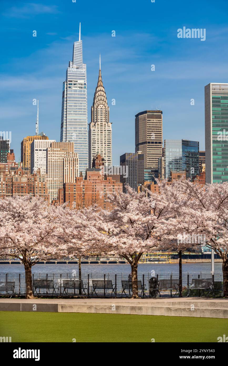 Hunter's Point South Park a Long Island City. Vista primaverile dei ciliegi in fiore, dell'East River e dei grattacieli di Manhattan dal Queens, New York Foto Stock