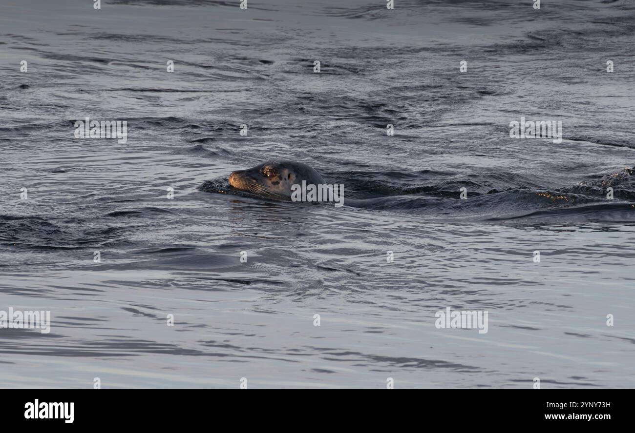 Primo piano di una foca che nuota contro la corrente, British Columbia, Canada Foto Stock