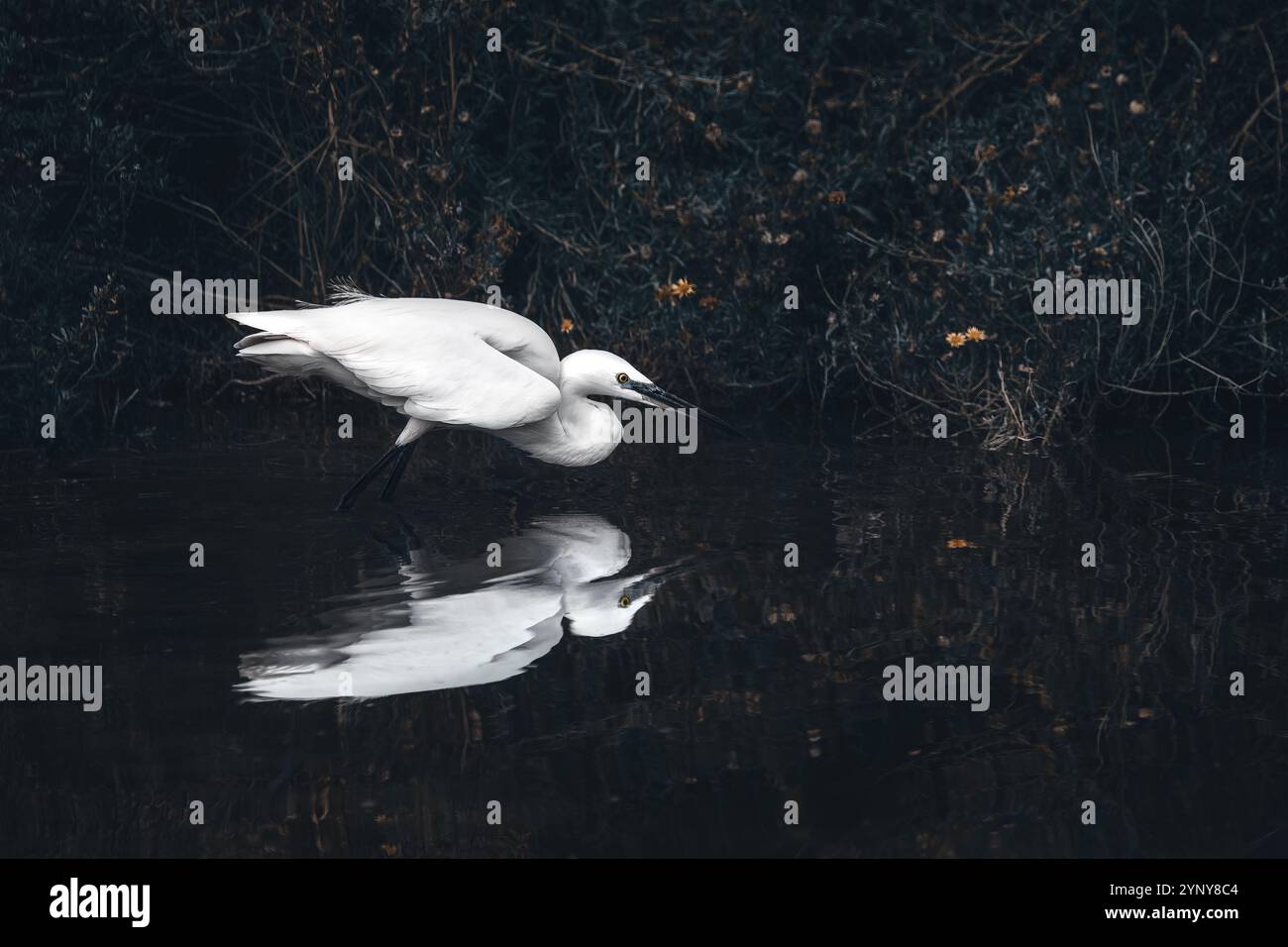 Una vista laterale di un grande egret bianco (Ardea alba) che si riflette nell'acqua, nell'atmosfera scura, nello spazio delle copie Foto Stock