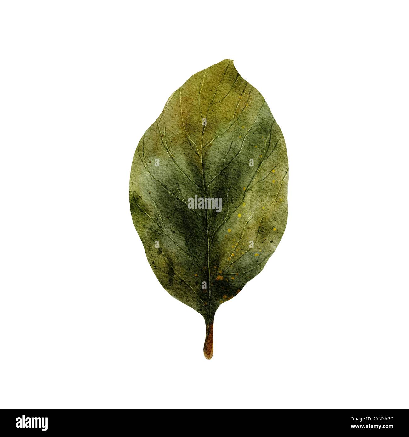 Betulla. Foglia di betulla verde succulenta. Illustrazione ad acquerello disegnata a mano. Isolato su sfondo bianco. Foresta e natura. Per stampa, biglietti, inviti e design Foto Stock