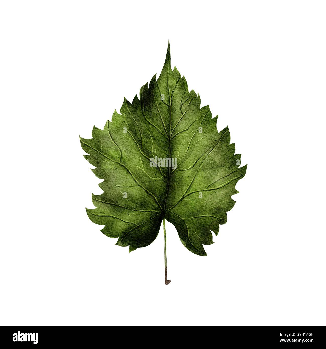 Foglia di tiglio verde autunnale, sfondo bianco isolato, disegnato a mano con acquerello in stile realistico. Illustrazione per inviti, biglietti, stampe, tessuti Foto Stock