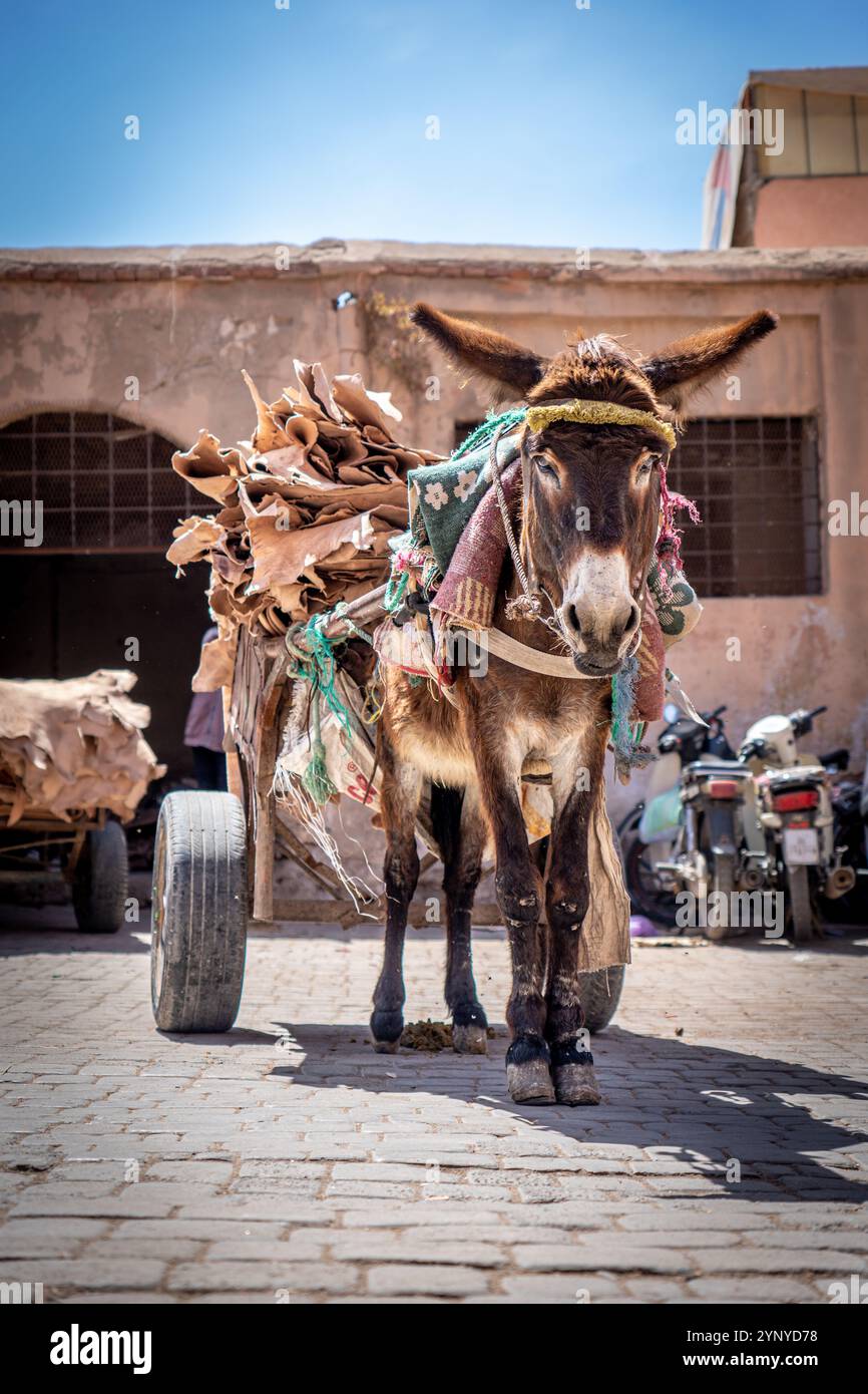 Asino con carrello pieno di pelli in una piccola piazza a Marrakech, Marocco Foto Stock
