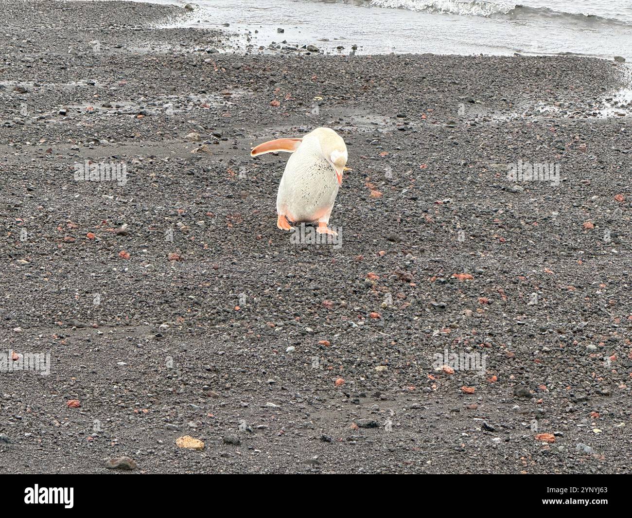 Pinguini di Albino in Antartide 2025, montagne dell'Antartide, mare dell'Antartide e pinguino dell'Antartide al Polo Sud. Antartide continua Foto Stock