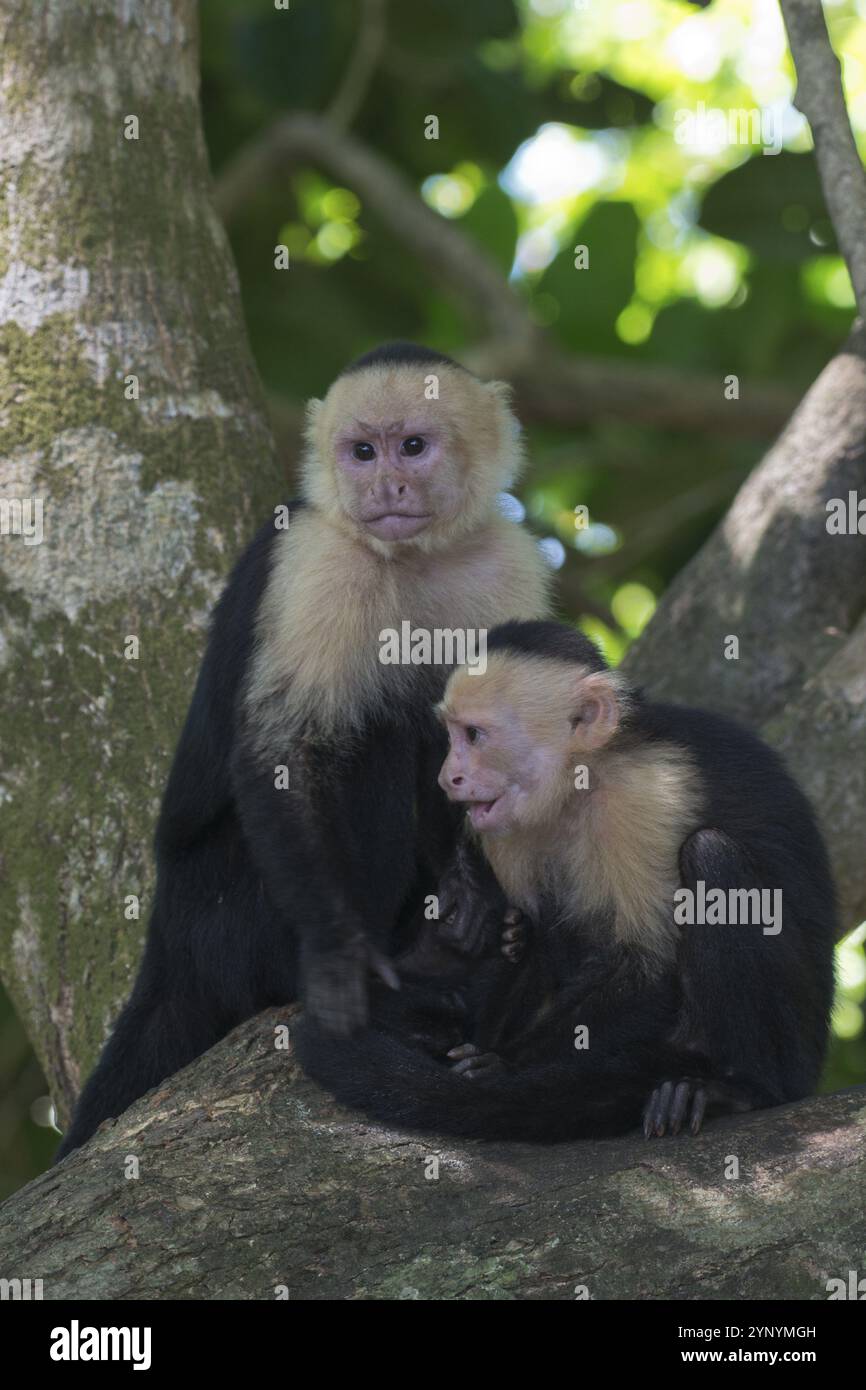 Scimmie cappuccine dalle spalle bianche (Cebus capucinus), Parco Nazionale Manuel Antonio, Costa Rica, America centrale Foto Stock