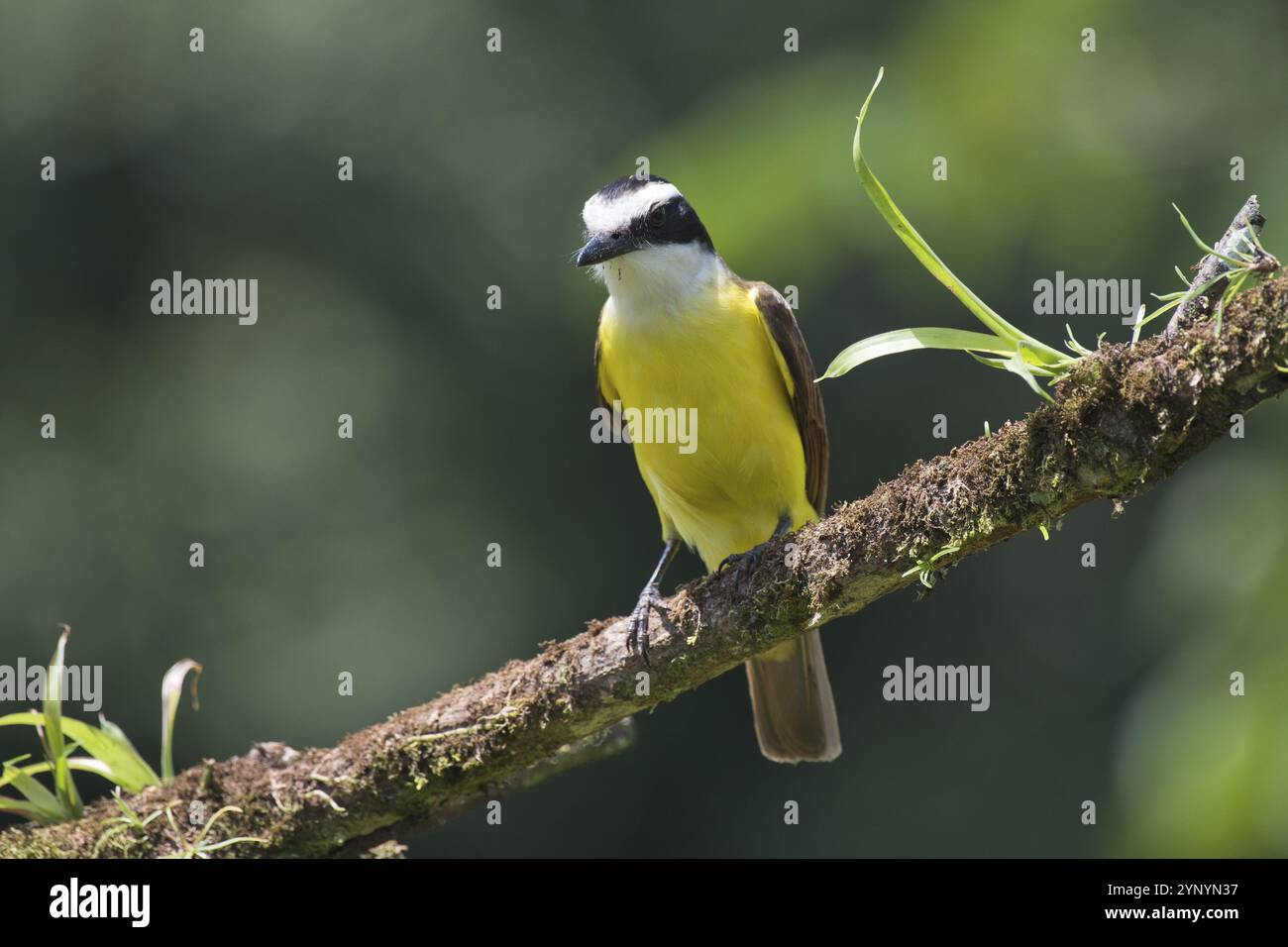 Tiranno di zolfo (Pitangus sulfuratus), Costa Rica, America centrale Foto Stock