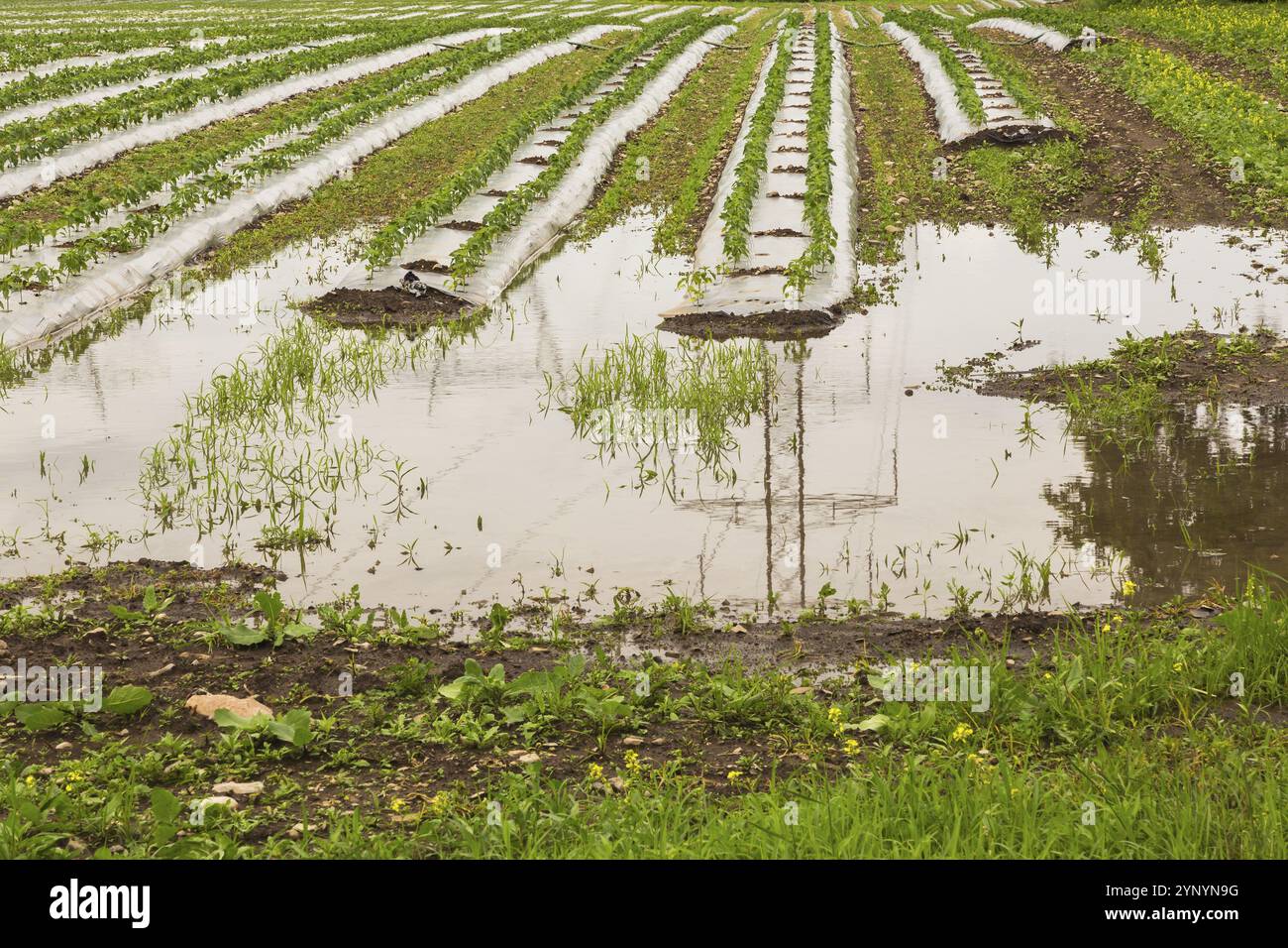 Giovani colture vegetali protette da pellicole di plastica che crescono nel campo sono allagate e danneggiate da forti piogge dovute ai cambiamenti climatici in estate, Quebec, CA Foto Stock