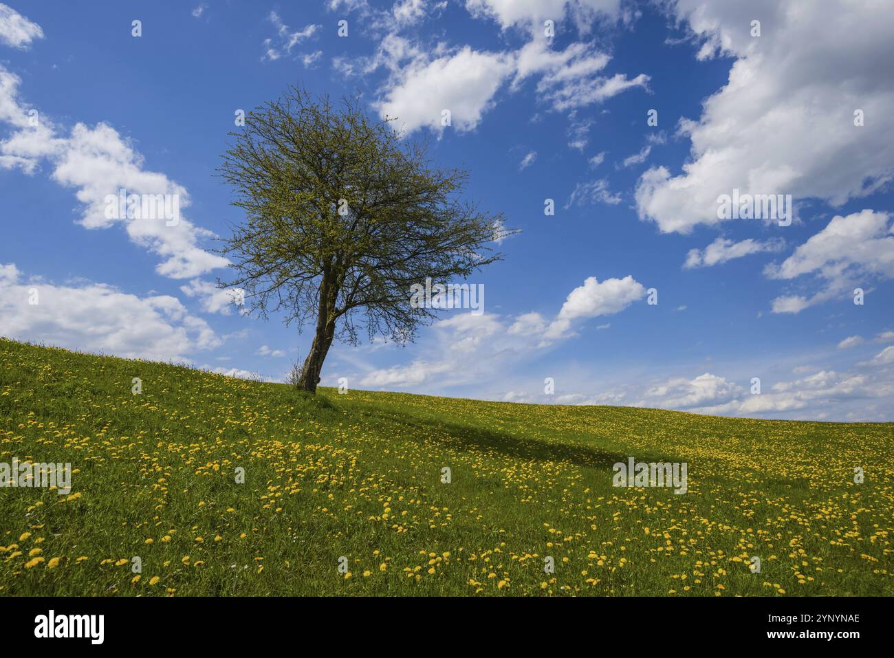 Prato di dente di leone in fiore (Taraxacum) e quercia inglese singola (Quercus robur), paesaggio naturale vicino a Fuessen, Ostallgaeu, Baviera, Germania, Europa Foto Stock