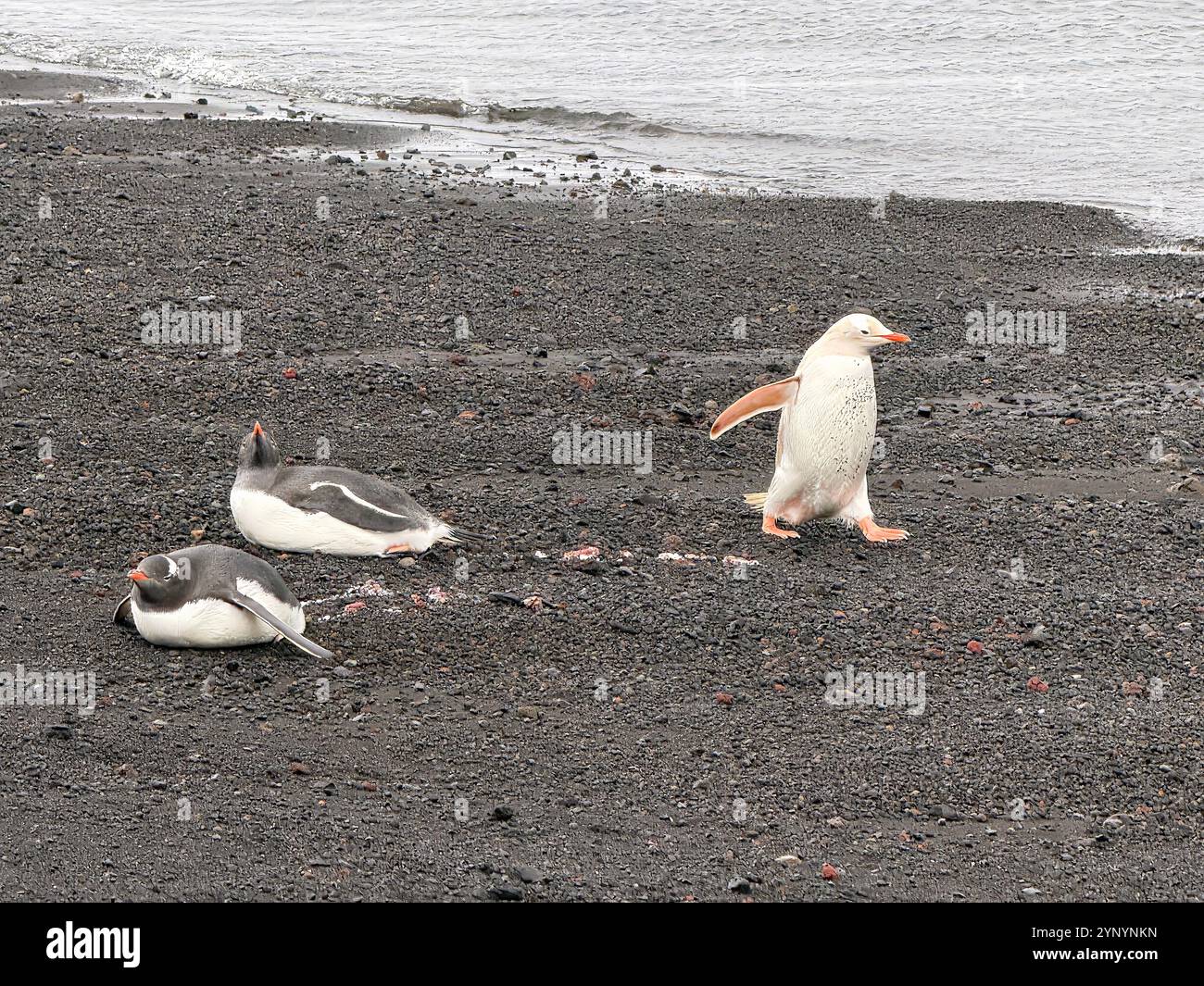 Pinguini di Albino in Antartide 2025, montagne dell'Antartide, mare dell'Antartide e pinguino dell'Antartide al Polo Sud. Antartide continua Foto Stock