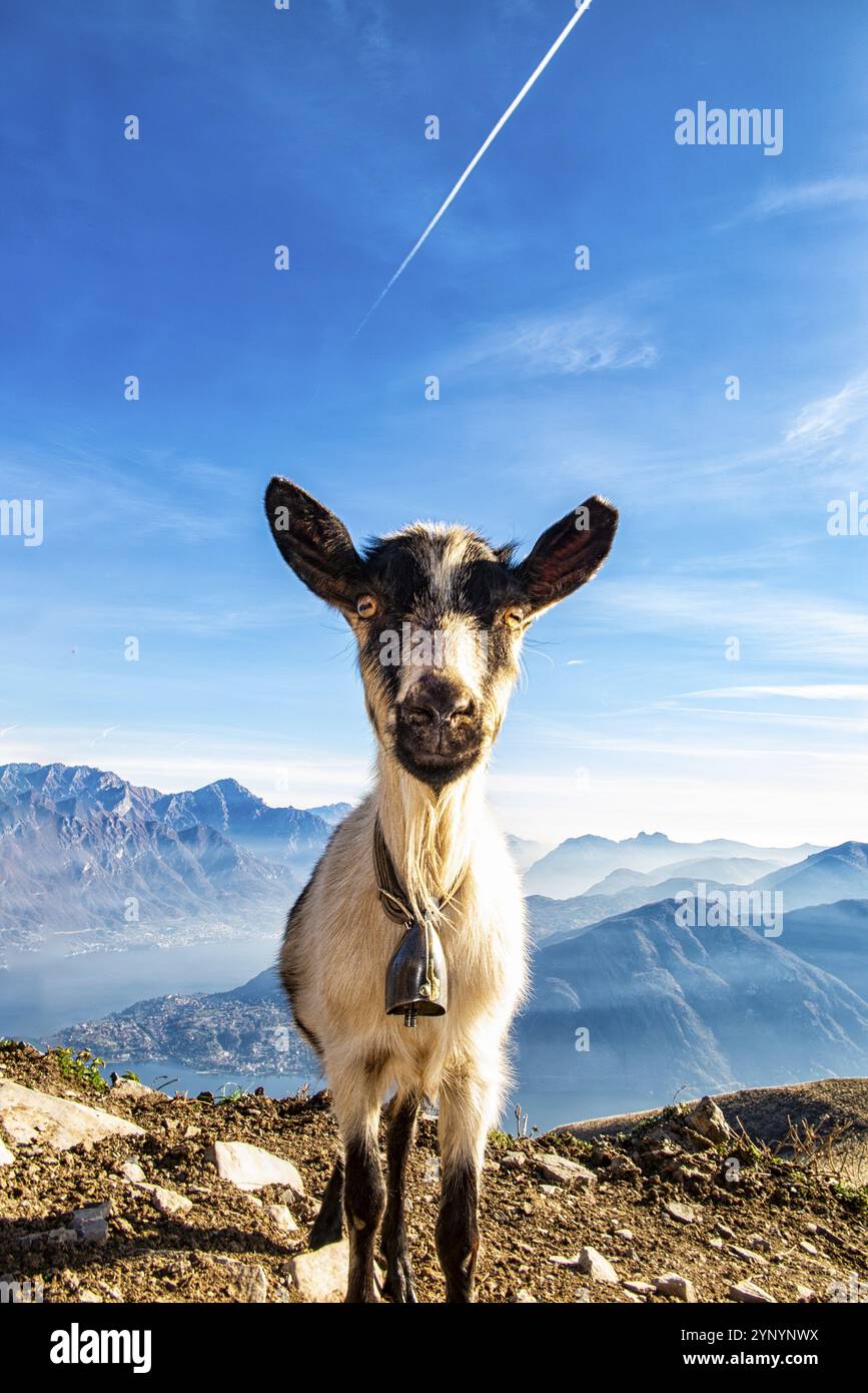 Primo piano di una capra sul Lago di Como Foto Stock