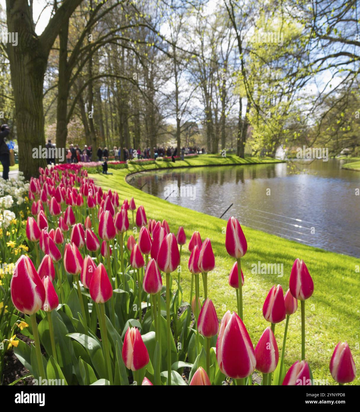 Tulipani in fiore colorati nei famosi giardini keukenhof a Lisse, paesi bassi Foto Stock