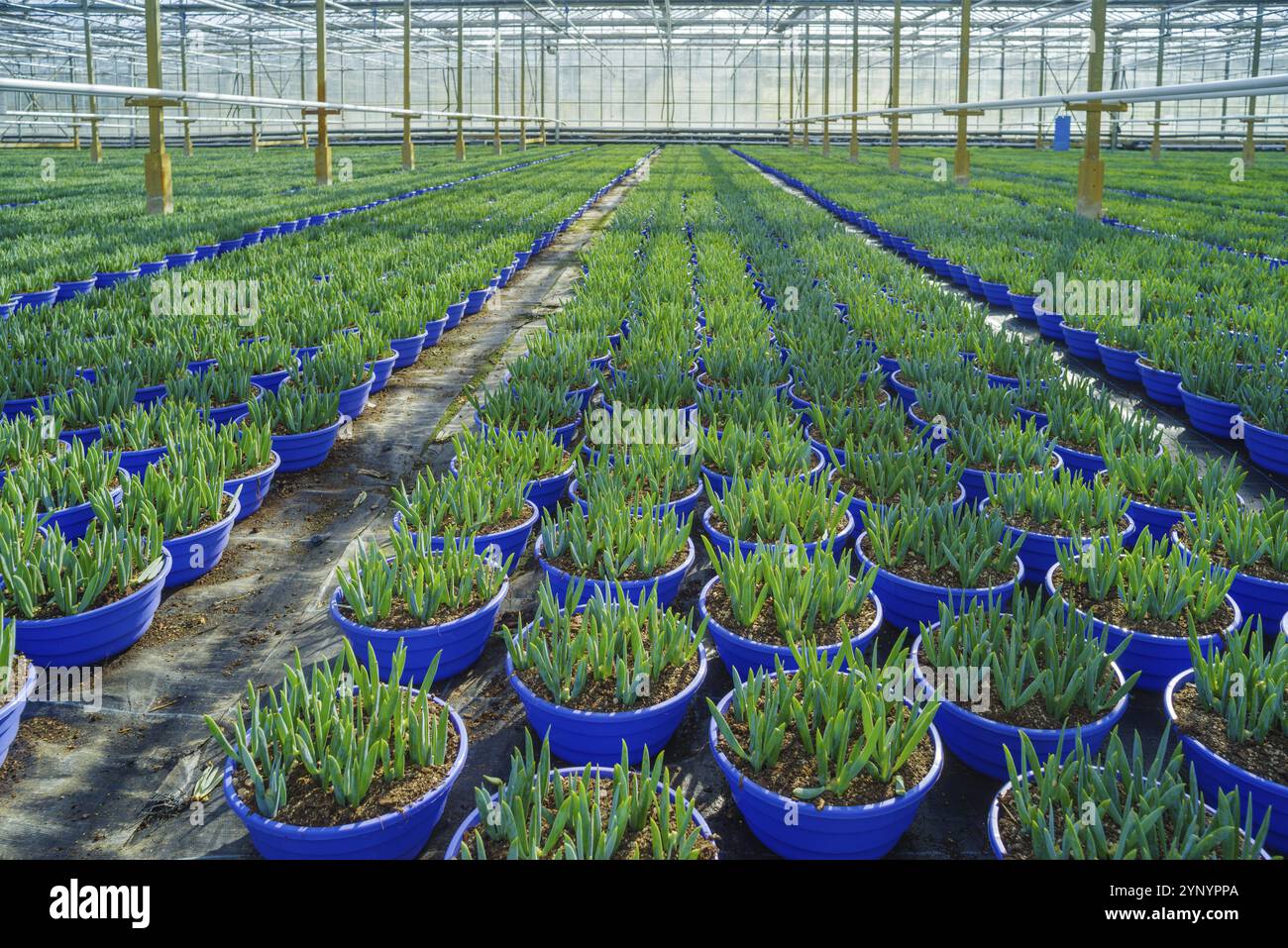 Centinaia di vasi con piante giovani in una serra commerciale Foto Stock