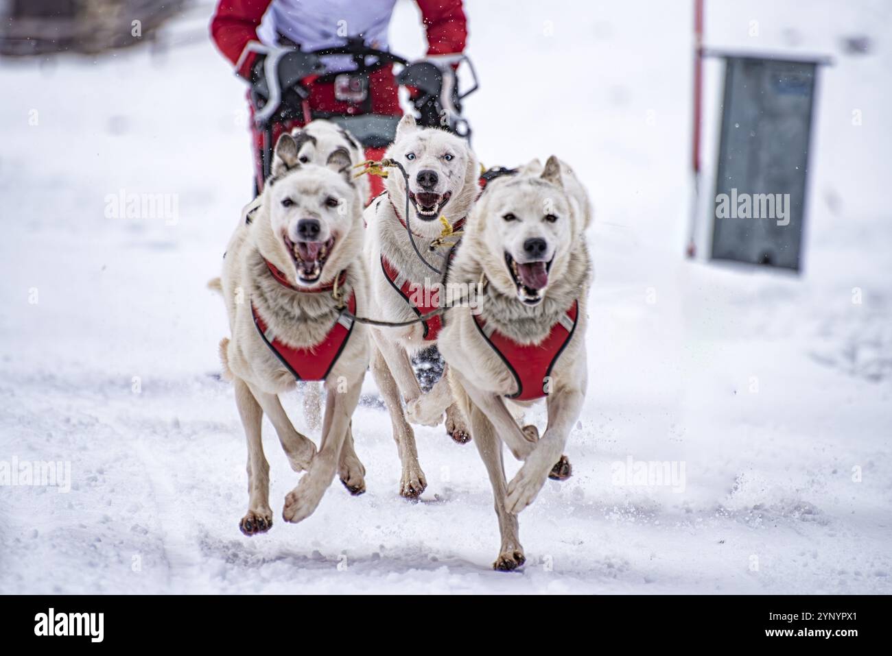 Scena di cani da slitta durante una gara Foto Stock