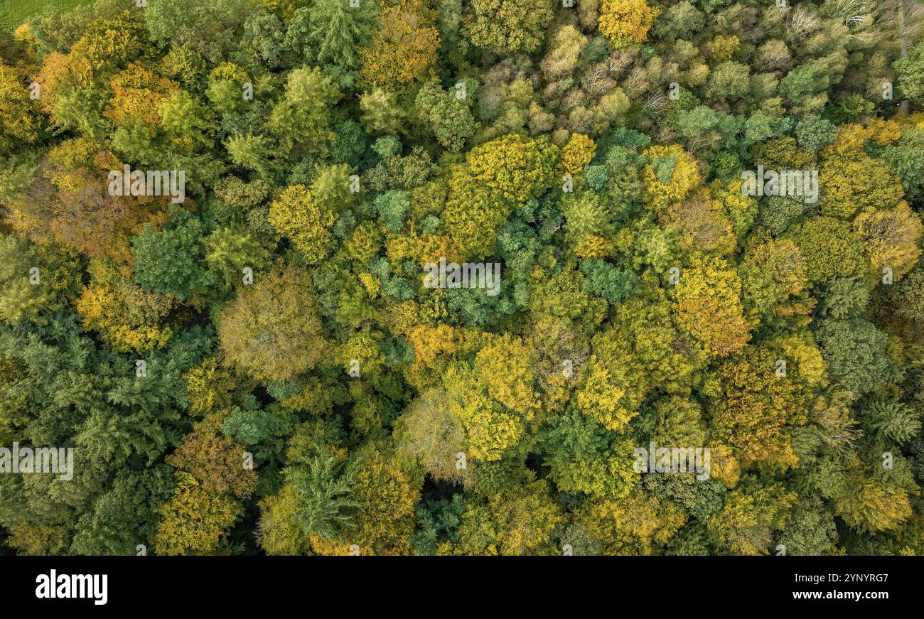 Colorata foresta autunnale scattata con un drone Foto Stock