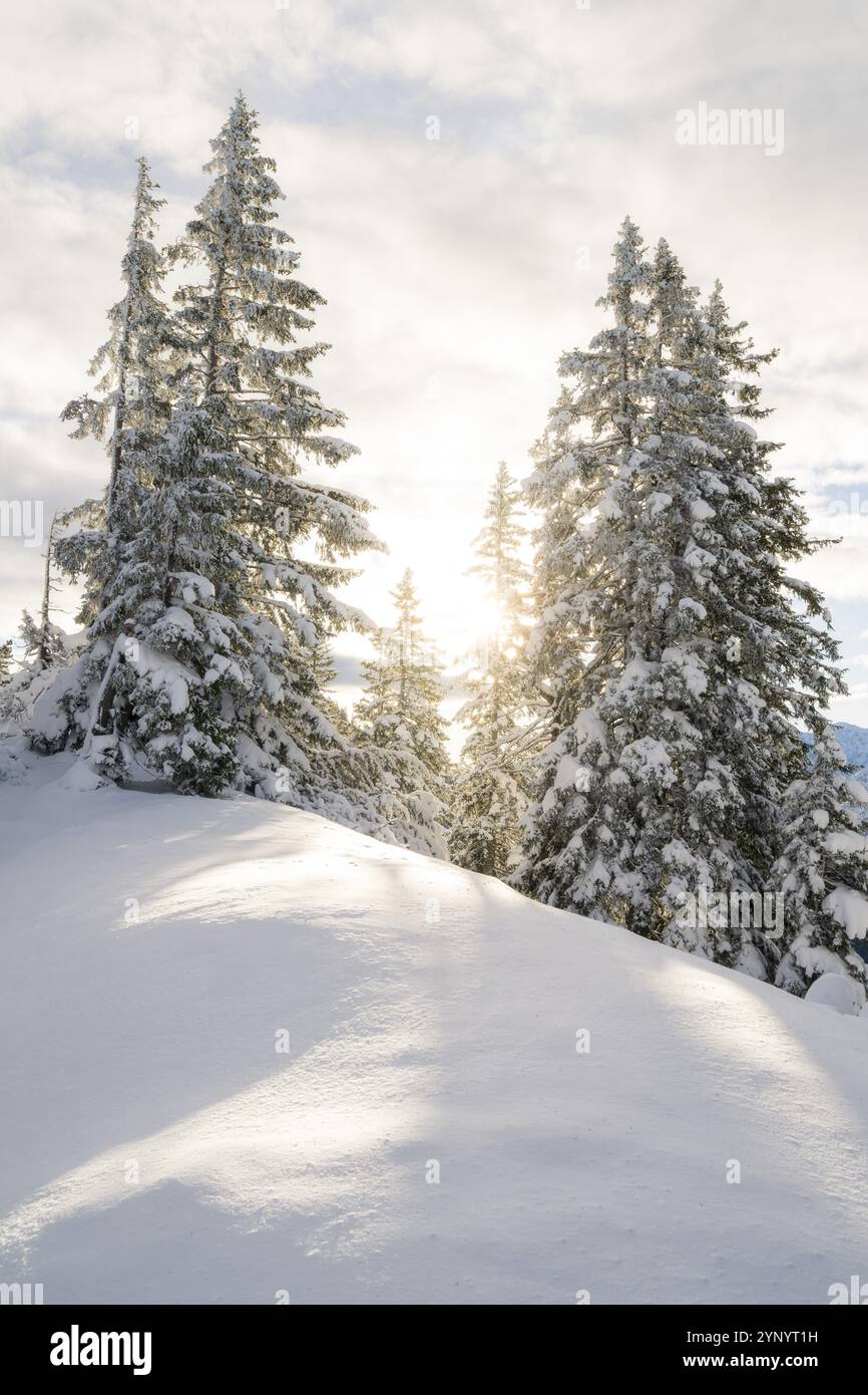 Abeti con neve fresca vicino al lago Plansee in Tirolo Reutte Foto Stock