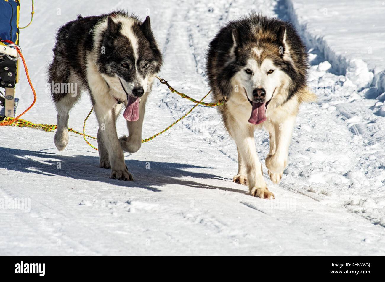 Scena di cani da slitta nelle alpi italiane Foto Stock