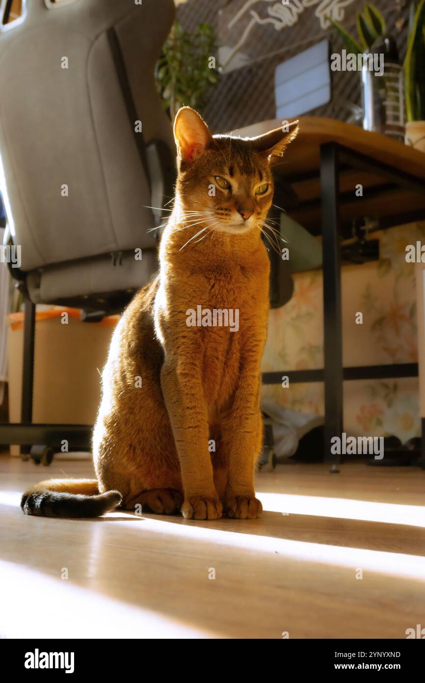Elegante gatto seduto alla luce del sole, che mostra una posa regale. Toni caldi evidenziano la pelliccia Foto Stock