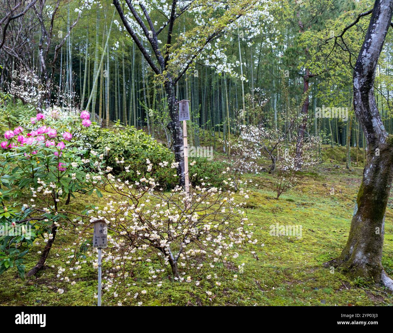 Alberi e piante in fiore in un giardino giapponese, giorno di primavera in Giappone, le etichette in inglese e giapponese sono ciliegio sakura e cespuglio di carta orientale Foto Stock