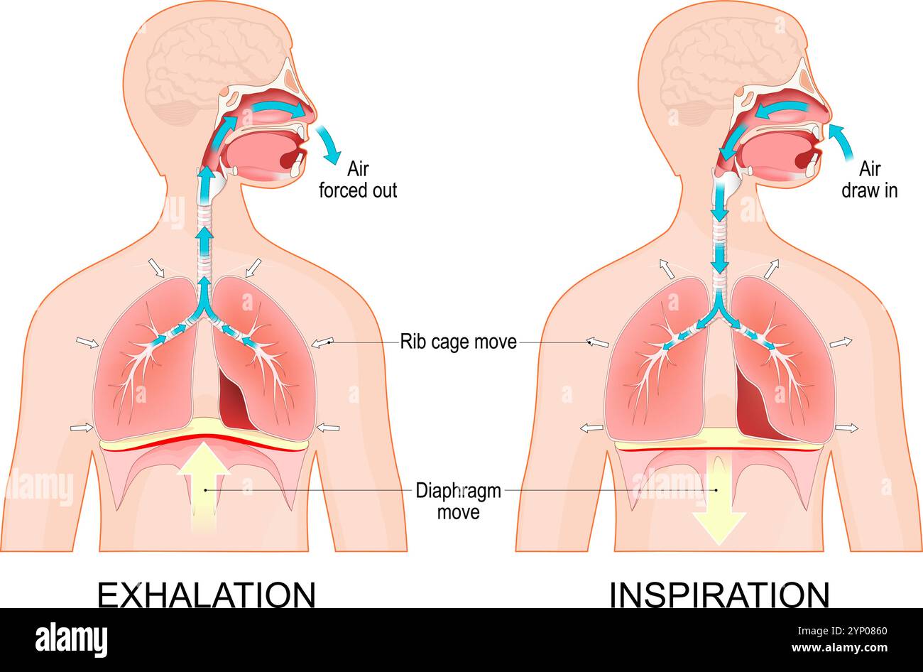 Respirazione. Espirazione e inspirazione. Sezione trasversale del corpo umano con polmoni e diaframma. Movimento della gabbia toracica, dei polmoni e del diaframma durante l'inspirazione A. Illustrazione Vettoriale