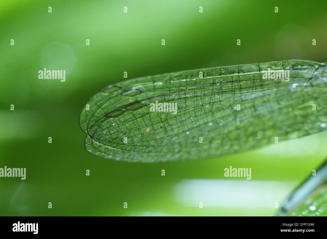 Le ali di una libellula Foto Stock