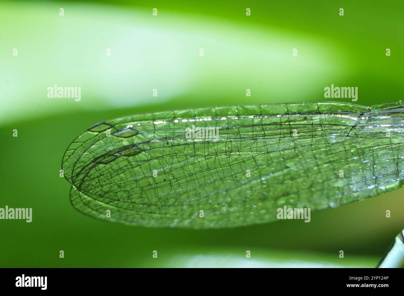 Le ali di una libellula Foto Stock