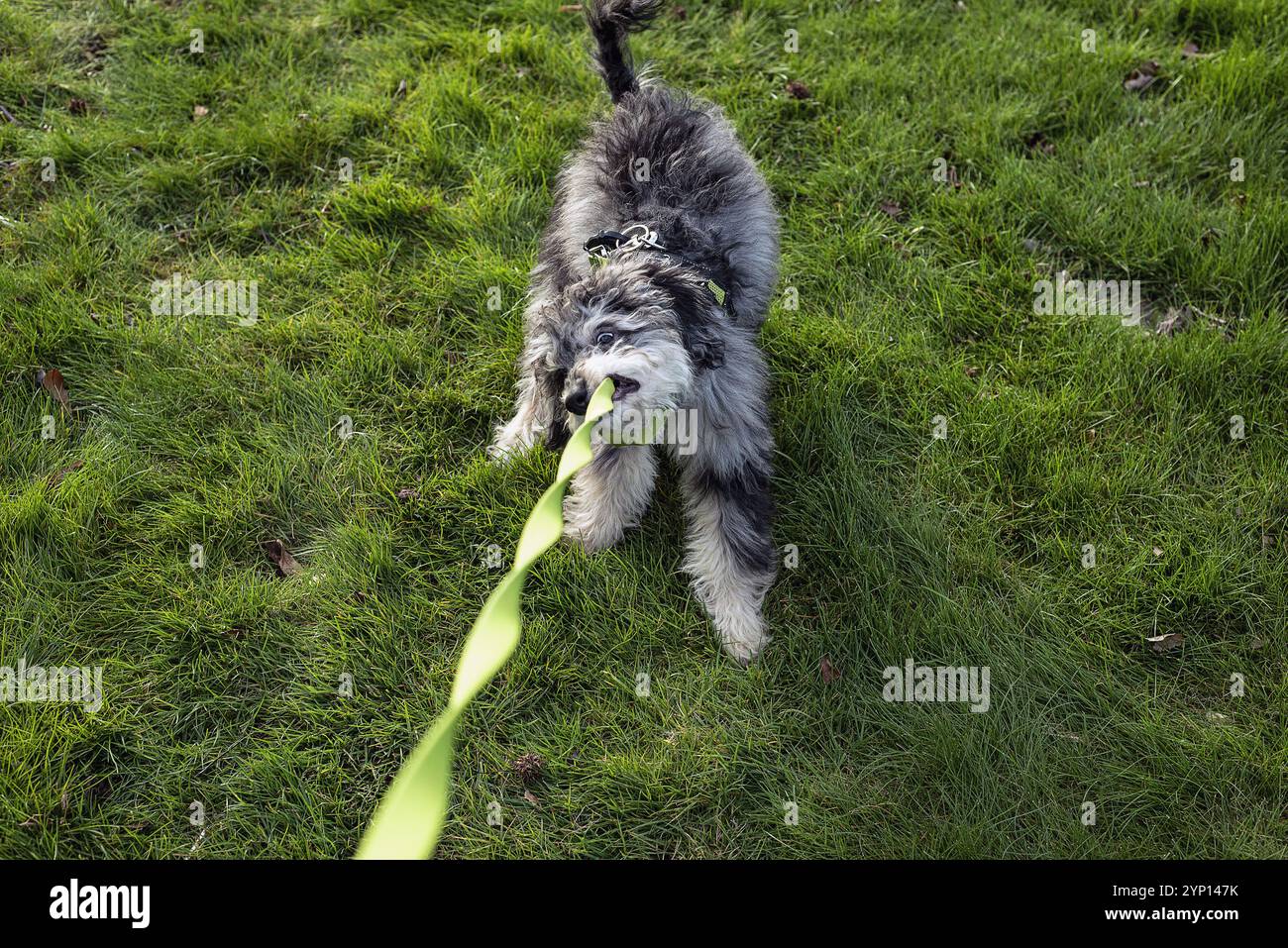Un giovane cane aussiedoodle che tira il guinzaglio. Foto Stock