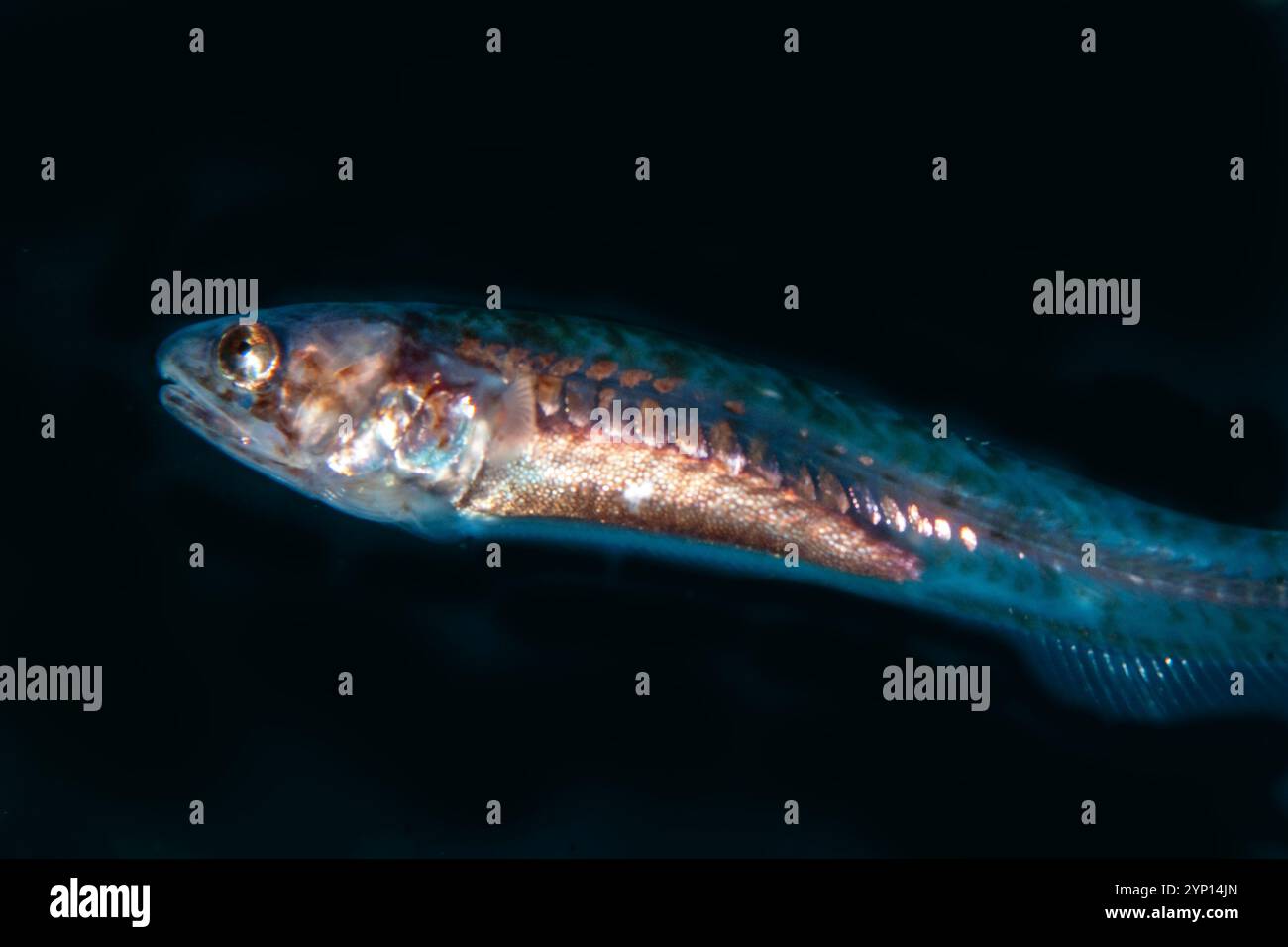 Pesce perlano d'argento, Encheliophis homei, uscito dalla cavità corporea di un cetriolo di mare ospite, sito di immersione TK2, stretto di Lembeh, Sulawesi, Indonesia Foto Stock