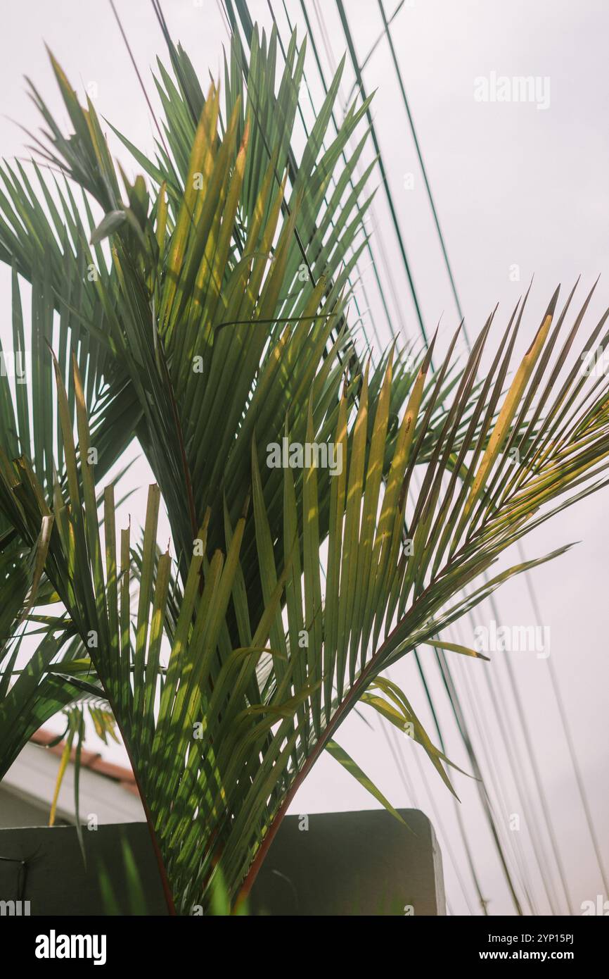 Palme alte nel cortile anteriore di una casa, che aggiunge un tocco tropicale allo spazio all'aperto. Ideale per i temi del paesaggio, della natura o della casa Foto Stock