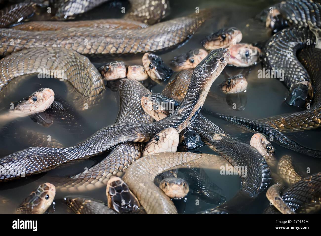 natura da vicino, molti serpenti marroni sottili seduti in acqua , all'aperto in una soleggiata giornata estiva in una fattoria di serpenti nella tailandia di pattaya Foto Stock