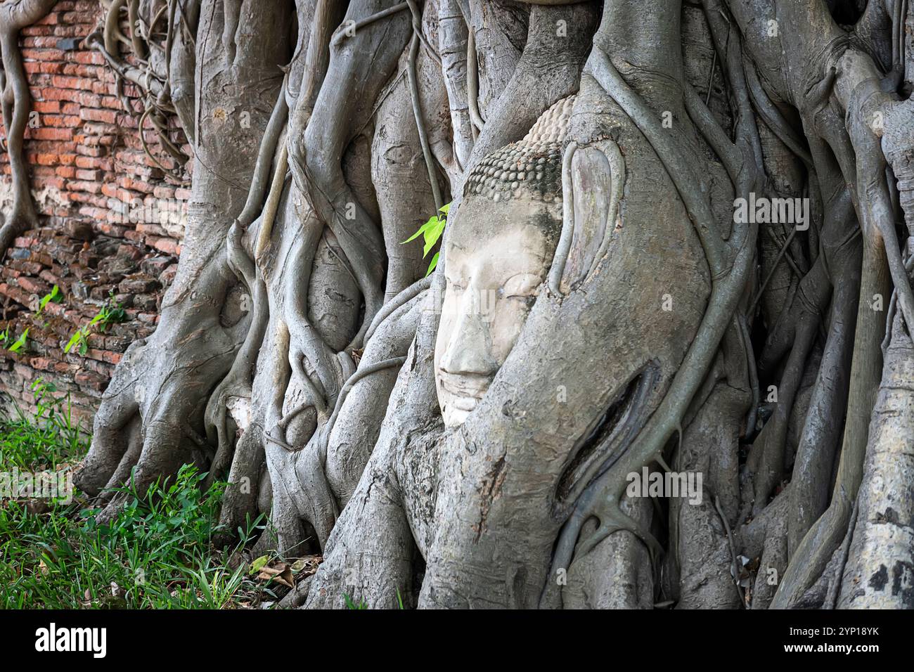 Radici di alberi intorno alla testa dell'immagine di buddha a Wat Mahathat, tempio nella provincia di Ayutthaya, Thailandia. Il più famoso tempio buddista di Ayutthaya Historical Foto Stock