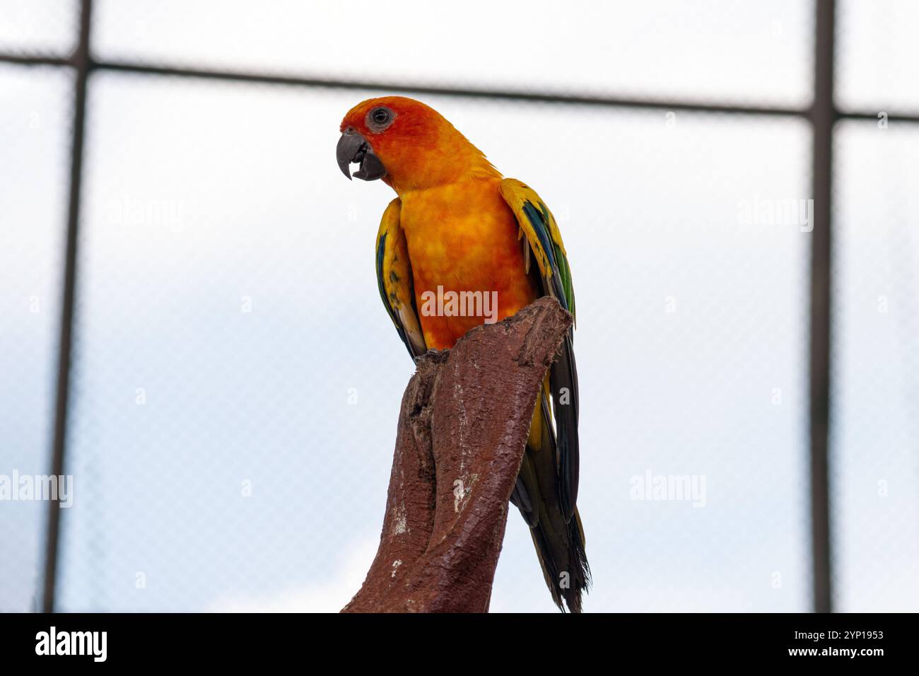 Il sole di piccoli uccelli fa nascere uccelli di colore giallo, verde e arancione che accarezzano lo zoo, oggetti di pappagallo volanti gratuiti per gli animali domestici. Foto Stock
