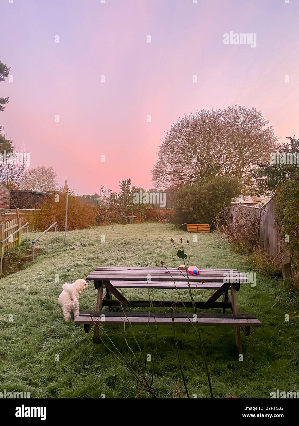 Vista del giardino sul retro del Regno Unito all'alba all'inizio dell'inverno. Il cielo è viola e arancione e tutto è coperto da uno strato di gelo. Foto Stock