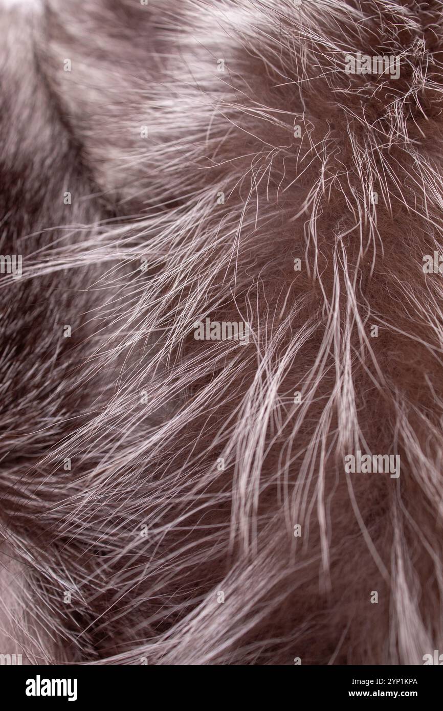 Pelliccia naturale grigia e nera. Sfondo testurizzato. Moda lenta Foto Stock