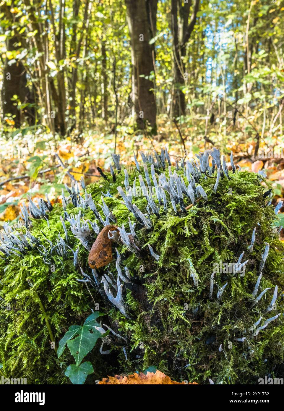 Candlesnuff Fungus Xylaria hypoxyion (Xylariaceae) cresce su un ceppo d'albero coperto di muschio. Herefordshire Inghilterra Regno Unito. Ottobre 2024 Foto Stock