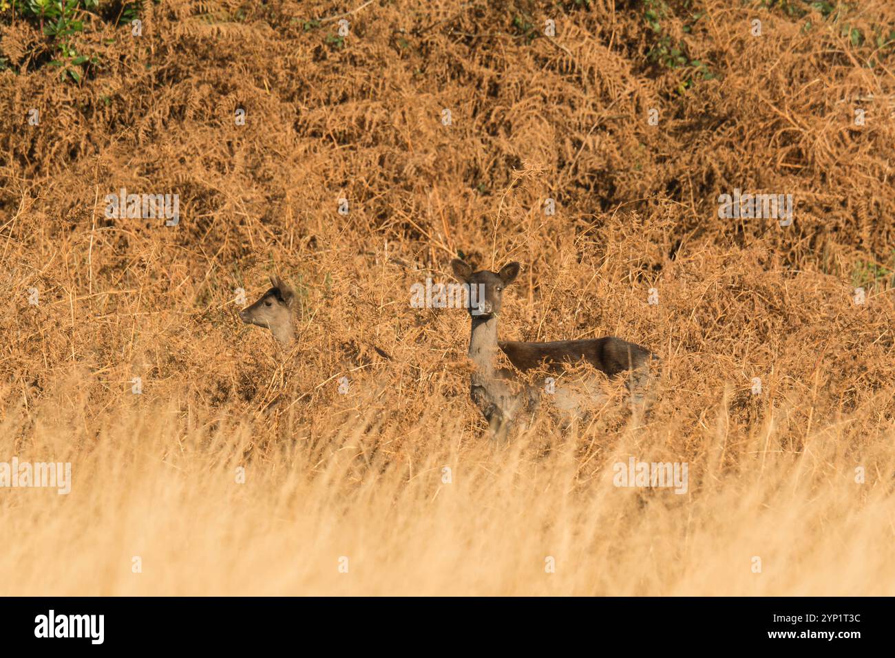 Cervo femmina adulta (Dama dama) con il fawn su una collina coperta di salamoia, Margam Country Park Galles Regno Unito. Novembre 2024 Foto Stock