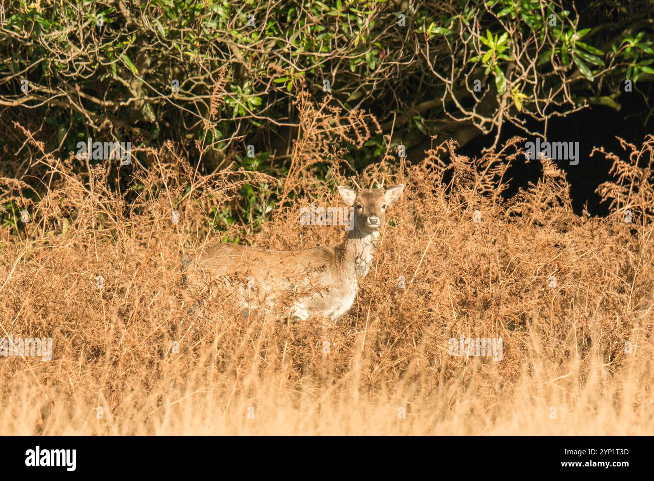 Un capriolo anelante di pesce (Dama dama) mimetizzato tra il bracken, Margam Country Park Wales UK. Novembre 2024 Foto Stock