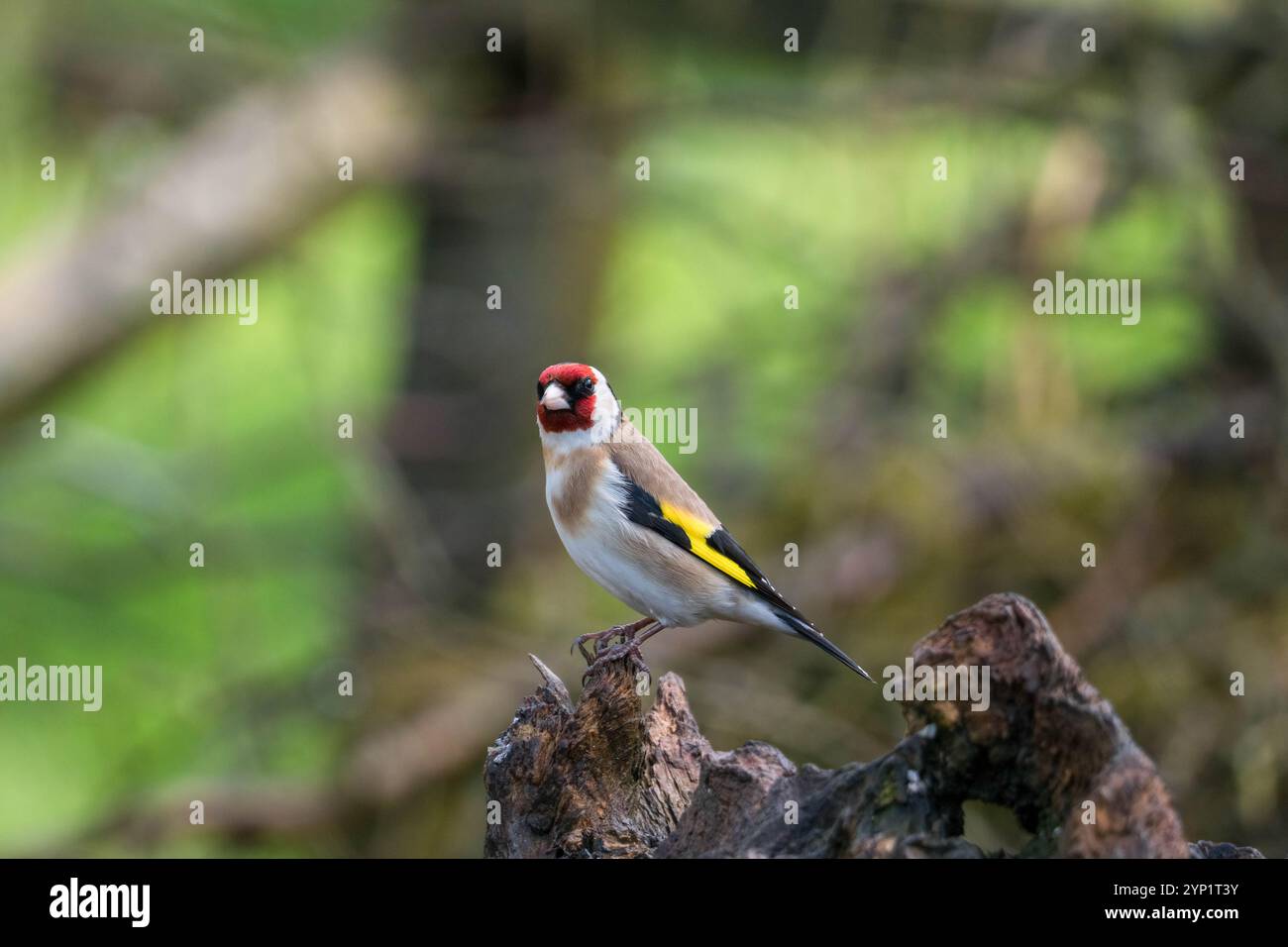 Goldfinch maschio adulto (Carduelis carduelis) arroccato su un ceppo d'albero in decomposizione. Ringford Scozia Regno Unito. Aprile 2024 Foto Stock