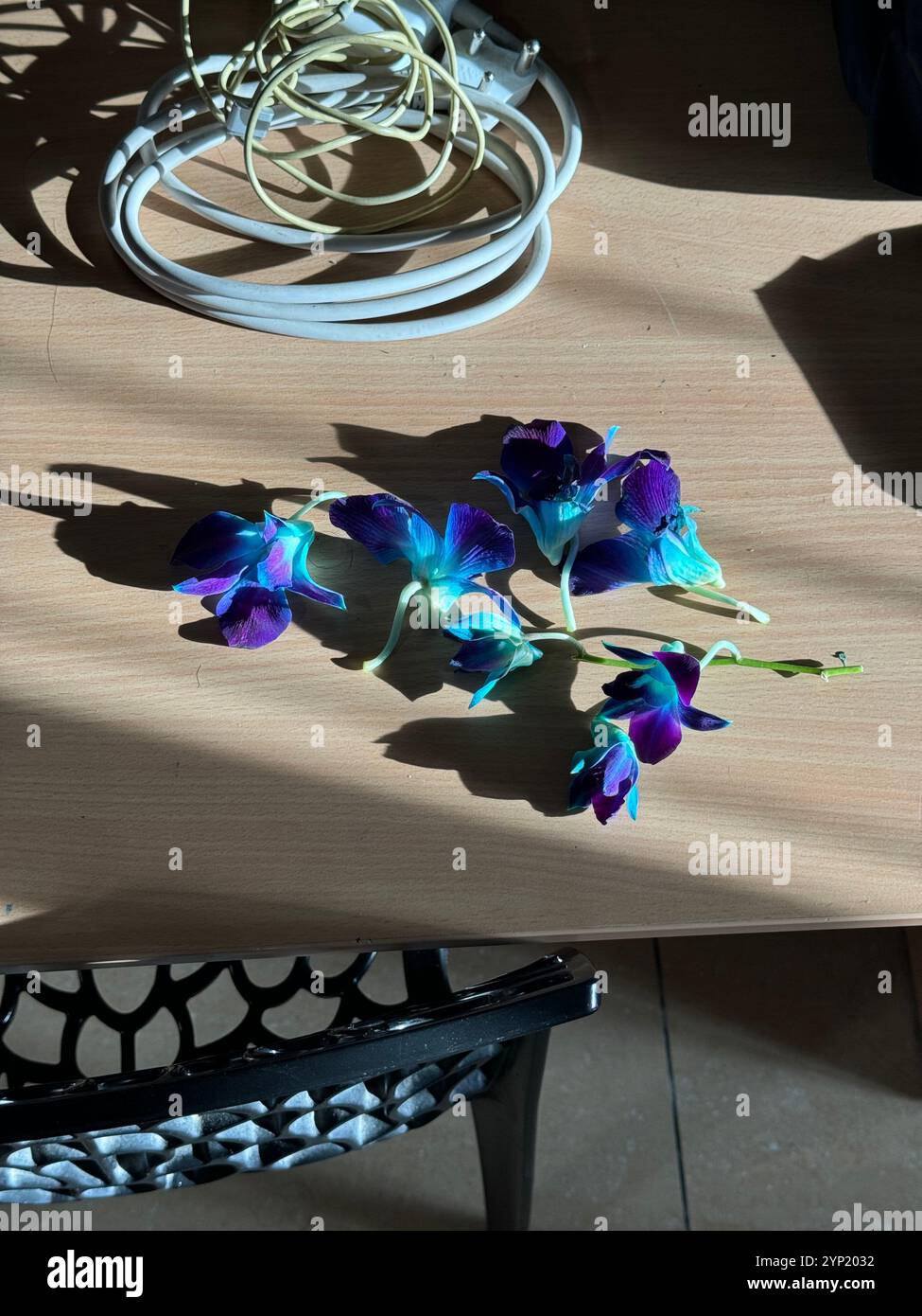 Oggetti sul tavolo con un po' di vita✨ - Immagine stock catturata con smartphone