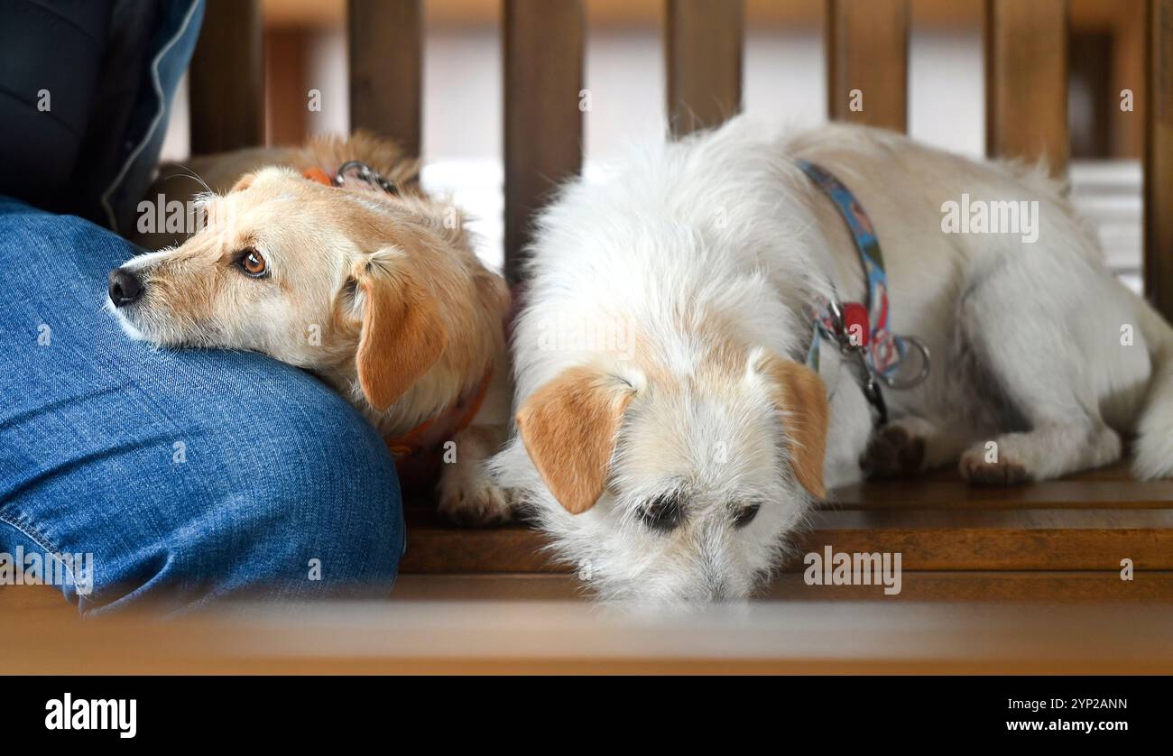 Due cani con proprietario su una panchina Foto Stock