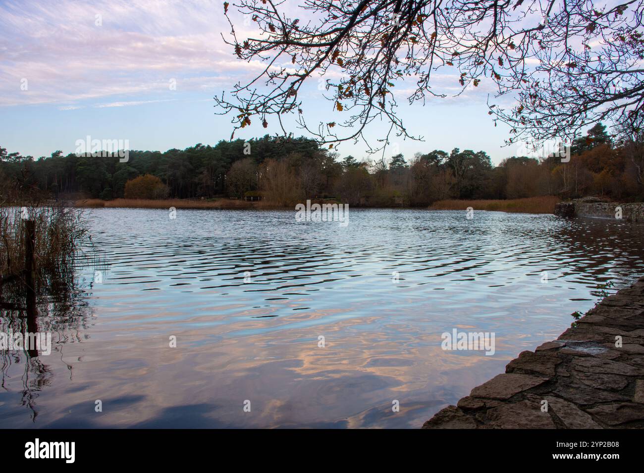 Frensham Little Pond, vista invernale al mattino presto a novembre, Surrey, Inghilterra, Regno Unito Foto Stock