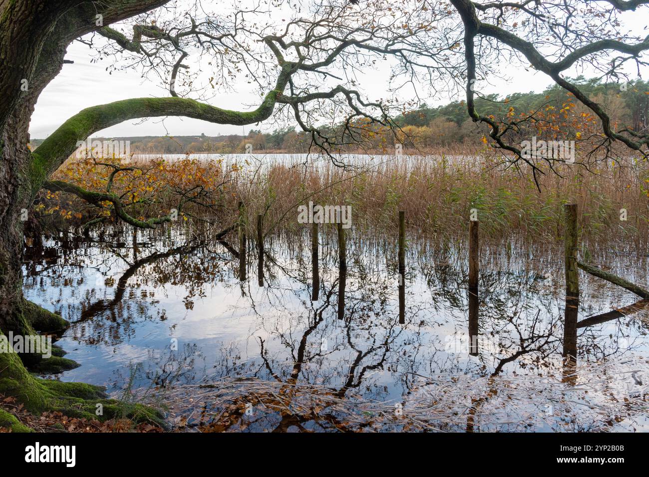 Frensham Little Pond, vista invernale al mattino presto a novembre, Surrey, Inghilterra, Regno Unito Foto Stock