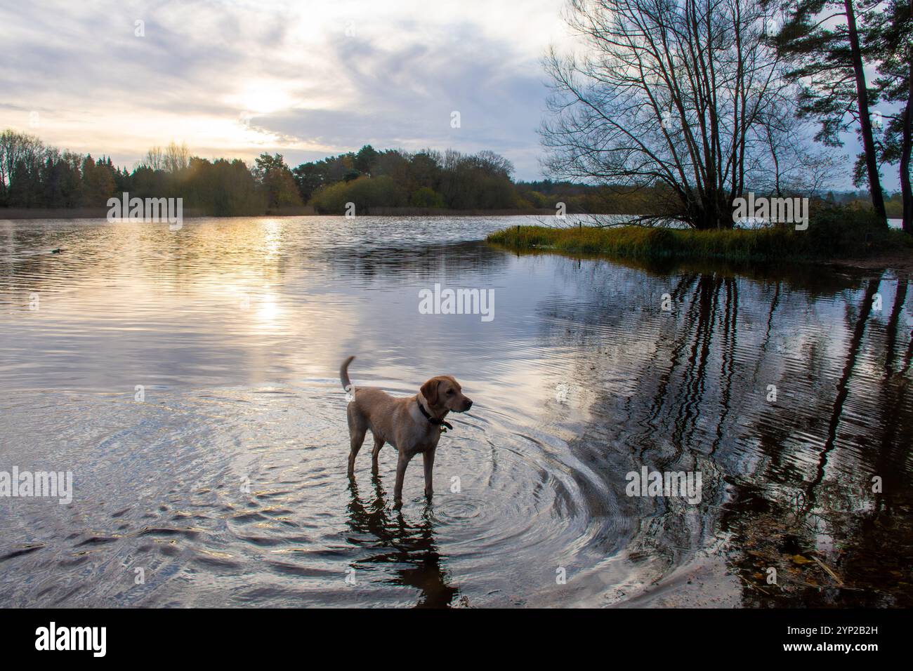 Frensham Little Pond, vista invernale al mattino presto a novembre, Surrey, Inghilterra, Regno Unito. Lo stagno è un luogo popolare per chi ama camminare con i cani Foto Stock