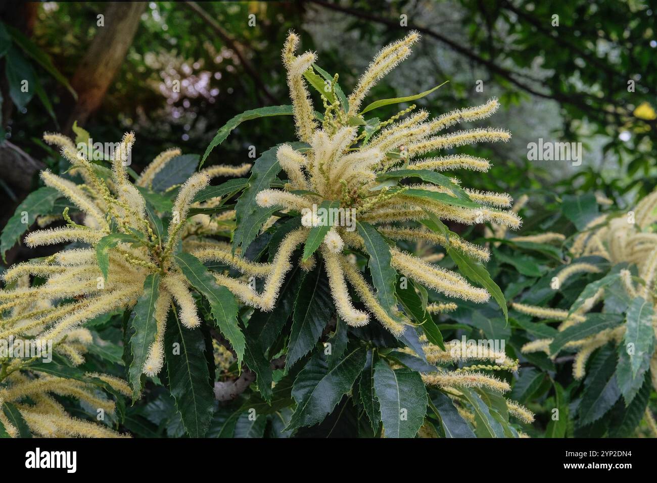 Giardino del cottage. Castanea sativa sta fiorendo. Sfondo floreale naturale. L'albero sta fiorendo. Giornata di sole. Foto Stock